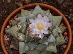 Ariocarpus retusus