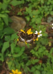 Noctuana lactifera