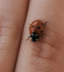 Coccinella septempunctata