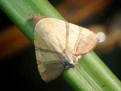 Eulepidotis juliata