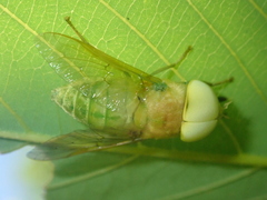 Chlorotabanus