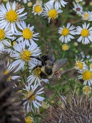 Bombus impatiens