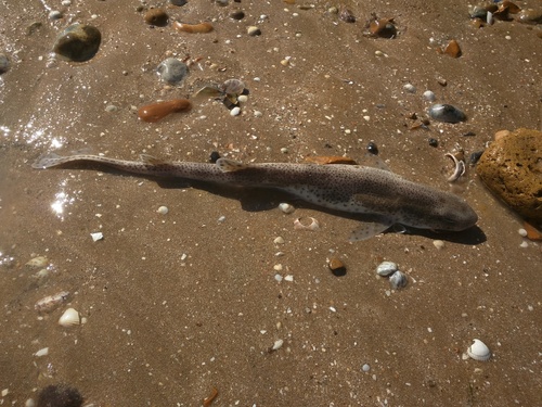 Scyliorhinus canicula