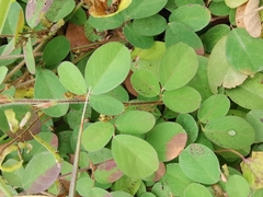 Arachis duranensis