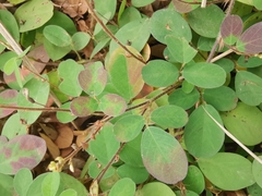 Arachis duranensis