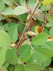 Arachis duranensis