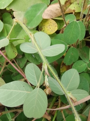 Arachis duranensis