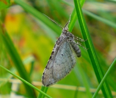 Xanthorhoe decoloraria
