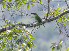 Aulacorhynchus sulcatus