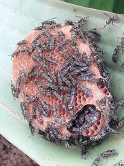 Protopolybia exigua