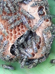 Protopolybia exigua