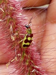 Diabrotica sinuata