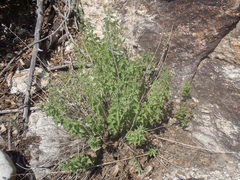 Brickellia floribunda