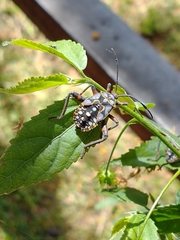 Pachylis argentinus