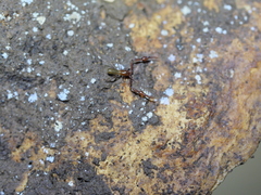 Tartarocreagris infernalis