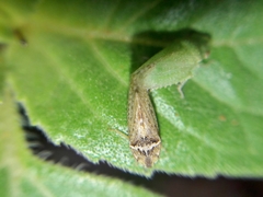 Xerophloea