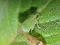 Xerophloea