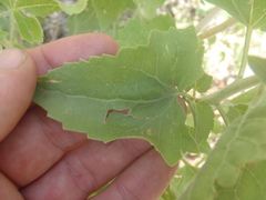 Brickellia floribunda