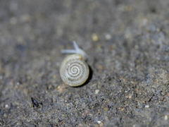 Helicodiscus