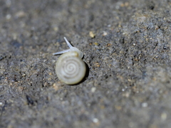 Helicodiscus