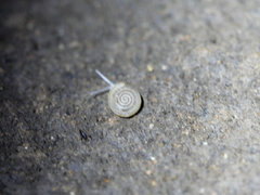 Helicodiscus