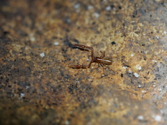 Tartarocreagris infernalis