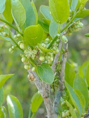 Celtis tala