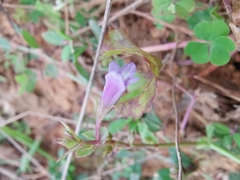 Torenia anagallis