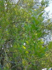 Celtis tala