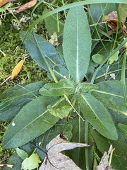 Pilosella aurantiaca