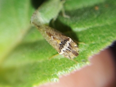 Xerophloea