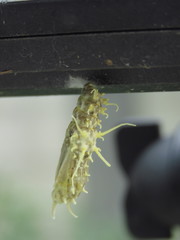 Eueides isabella eva