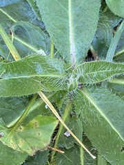 Pilosella aurantiaca