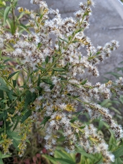 Solidago