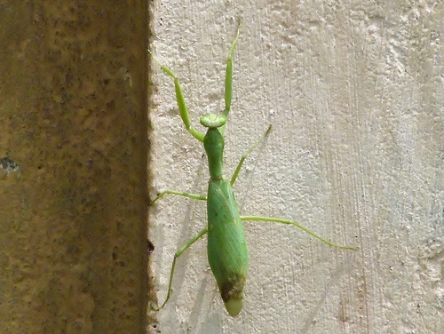 Hierodula tenuidentata