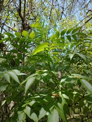 Sambucus australis