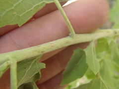 Brickellia floribunda