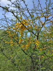 Vachellia caven