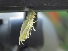 Eueides isabella eva