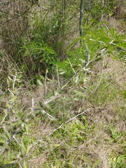 Gleditsia triacanthos