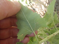 Brickellia floribunda