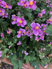 Eriocapitella × hybrida