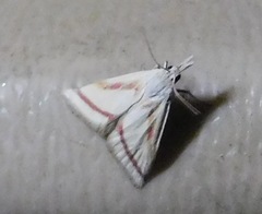 Microtheoris vibicalis