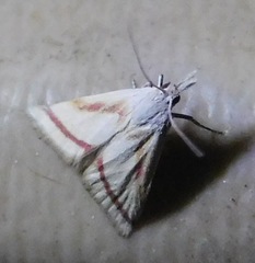 Microtheoris vibicalis