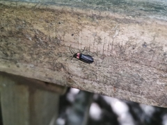 Pyractonema