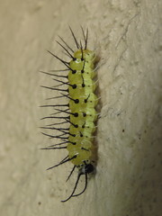 Eueides isabella eva