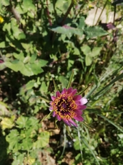 Tragopogon porrifolius