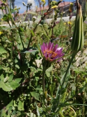 Tragopogon porrifolius