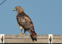 Buteo jamaicensis