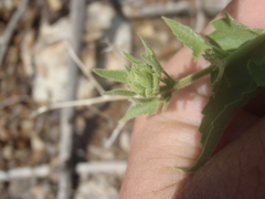 Brickellia floribunda